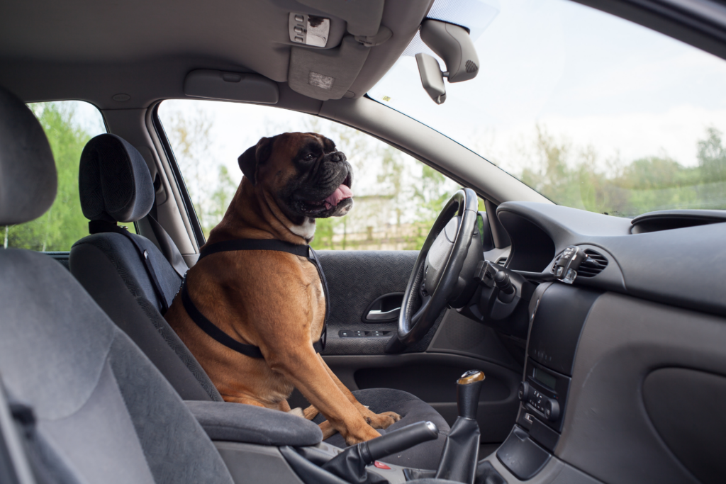 Aus dem Auto Tierhaare entfernen